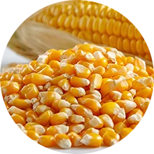 Corn/Maize