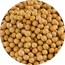 Soybean